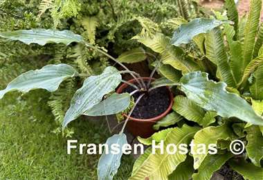 Hosta Hammerin Cameron